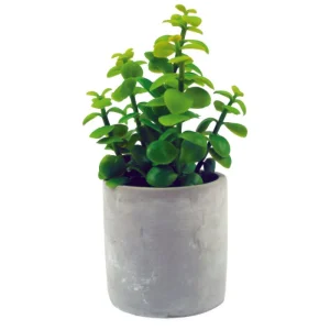 Aria Green Plants In Cement Pot